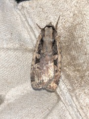 Eueretagrotis sigmoides