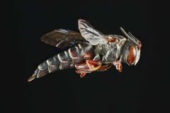 Synocoelioxys