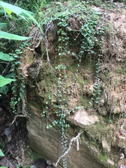 Lysimachia nummularia