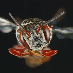 Synocoelioxys