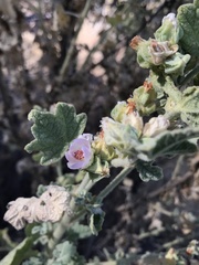 Malacothamnus aboriginum