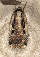 Eueretagrotis sigmoides