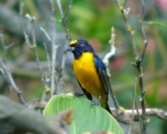 Euphonia concinna