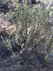 Malacothamnus aboriginum