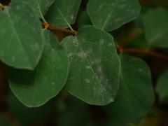 Erysiphe symphoricarpi