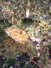 Clavelina