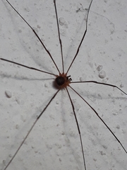 Amilenus aurantiacus