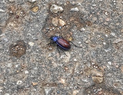 Carabus schoenherri