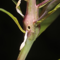 Mompha sturnipennella