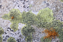 Diploicia africana