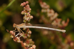 Platycnemis