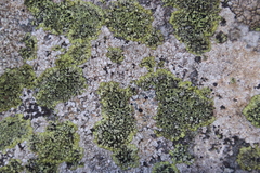 Diploicia africana