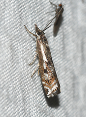 Crambus alienellus