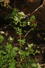 Cardamine amara