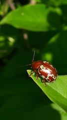 Calligrapha labyrinthica
