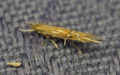 Cosmopterix fernaldella