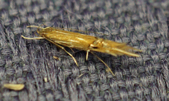 Cosmopterix fernaldella