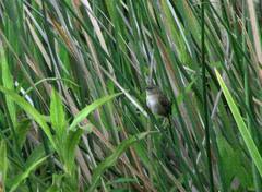 Cistothorus apolinari