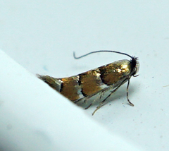 Phyllonorycter emberizaepenella
