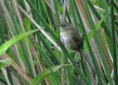 Cistothorus apolinari