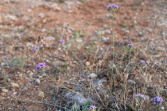 Dianthus pseudarmeria