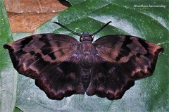 Achlyodes busirus heros