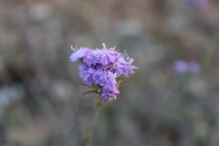 Dianthus pseudarmeria