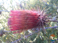 Cirsium anartiolepis