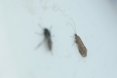 Annulipalpia