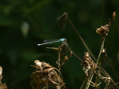 Enallagma aspersum