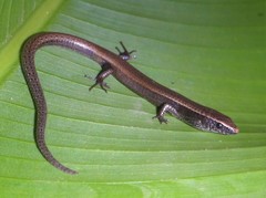 Gymnophthalmus underwoodi