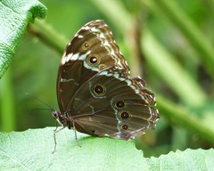 Morpho helenor achillides