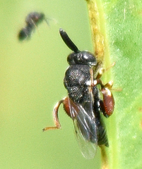 Brachymeria podagrica