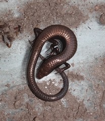 Gymnophthalmus underwoodi