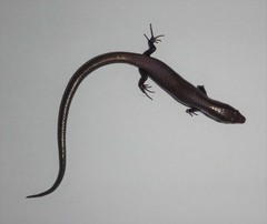 Gymnophthalmus underwoodi