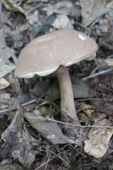 Tylopilus indecisus