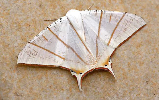 Ennomini