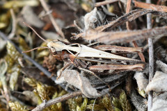 Omocestus haemorrhoidalis