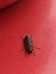 Melanophila acuminata