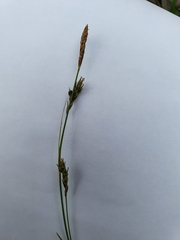 Carex sempervirens