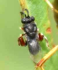 Brachymeria podagrica