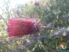 Cirsium anartiolepis