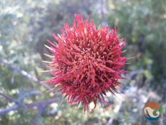 Cirsium anartiolepis