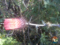 Cirsium anartiolepis