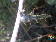 Cirsium anartiolepis