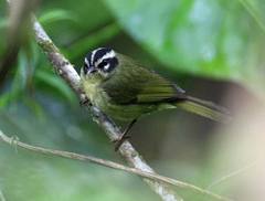 Basileuterus tristriatus
