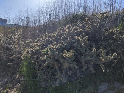 iNaturalist observation photo of Coast Cholla