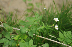 Ranunculus aconitifolius