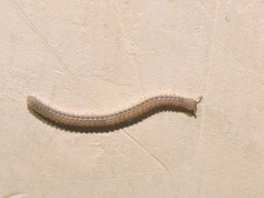 Cambalopsidae