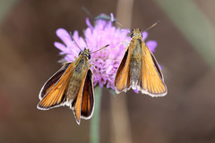 Thymelicus sylvestris
